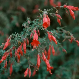 Epilobium canum, Santa Cruz Isl., So. Ridge Rd. above Laguna Cyn.