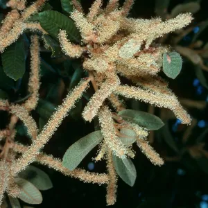 Lithocarpus, W. Cuesta Ridge