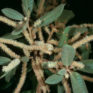 Lithocarpus, W. Cuesta Ridge