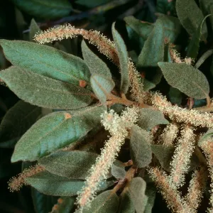 Lithocarpus, W. Cuesta Ridge