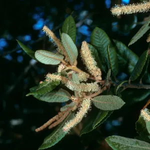 Lithocarpus, W. Cuesta Ridge