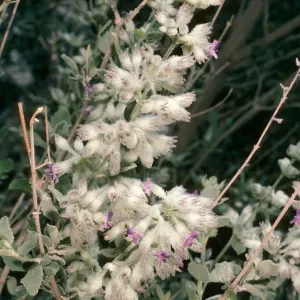 Hyptis emoryi, Borrego Palm Cyn. 