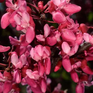 Cercis occidentalis,SBBG
