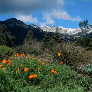 Snow on Santa Ynez Mtns., SBBG meadow