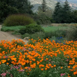 SBBG meadow
