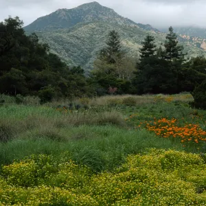 SBBG meadow, Limnanthes