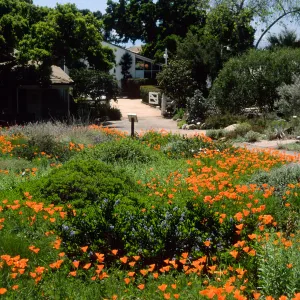 Eschscholzia californica