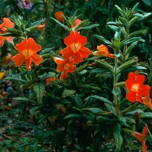 Mimulus hybrid, SBBG