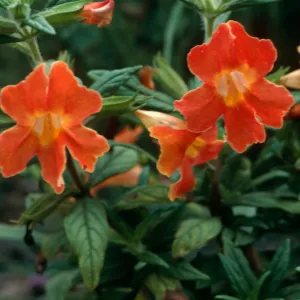 Mimulus hybrid, SBBG