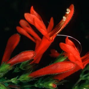 Keckiella cordifolia
