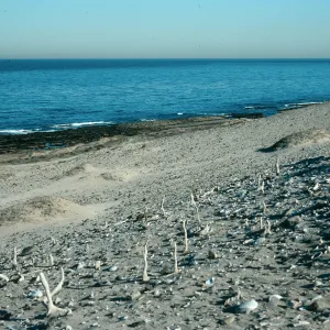 Caliche, just E. of Thousand Springs, San Nicolas Island