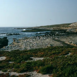 Gull colony, W. end San Nicolas Island