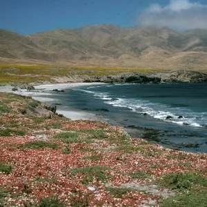 Mesembryanthemum crystalinum, Forney's Cove, Santa Cruz Island