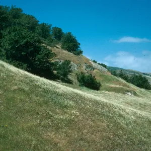 Torrey pines, Beecher's Bay, Santa Rosa Island