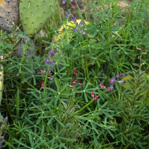 Lupinus truncatus, Opuntia oricola