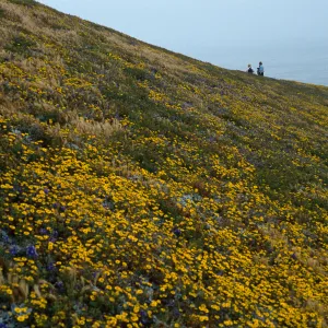 Layia (tidy tips), Delphinium (larkspur), slopes above Carrington Point, Santa Rosa Island