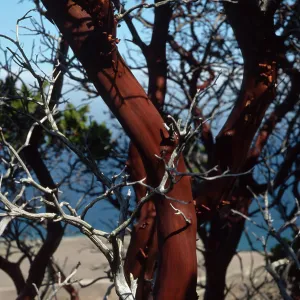 Arctostaphylos confertiflora