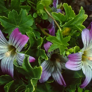 Lavatera venosa,NW side, West San Benito Island.