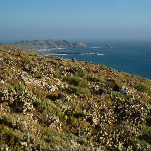Maritime cactus scrub, W. side of island, Natividad I.