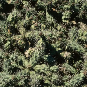 Opuntia, just N. of lighthouse, Natividad I.