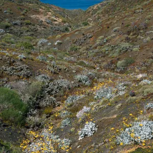 Viguiera lanata, N. of lighthouse, central part of island, Natividad I.