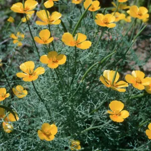Eschscholzia ramosa, base of Eel Pt. Grade, San Clemente I.