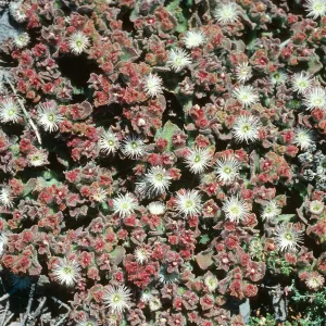 Mesembryanthemum crystallinum, Fraser Pt. S. Cruz I.