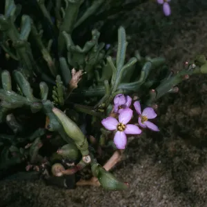 Cakile maritima, S side, San Nicolas Island