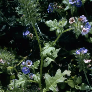 Phacelia cedroensis, canyon on E side, Natividad I.