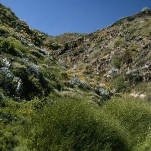 Canyon on east side, Bebbia Juncion, Natividad Island