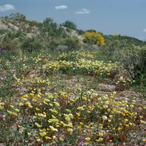 Malacothrix, Lupinus (Lupine), So. of Joshua Tree
