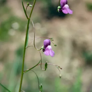 Antirrhinum kelloggii, Encinal Cyn Rd. Santa Monica Mountains