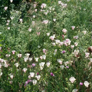 Calochortus catalinae, Encinal Cyn Rd., Santa Monica Mountains