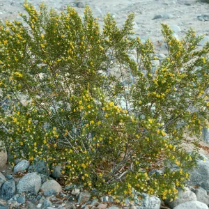 Larrea tridentata, Cottonwood Cyn., Death Valley