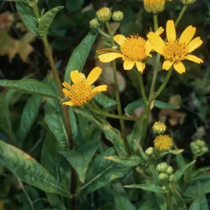 Verbesina hastata, S. Todos Santos Island 