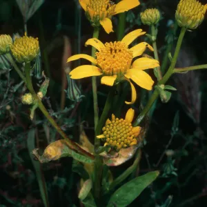 Verbesina hastata, S. Todos Santos Island