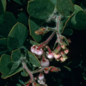 Arctostaphylos catalinae (Santa Catalina Island manzanita), Road to Echo Lake, Santa Catalina Island