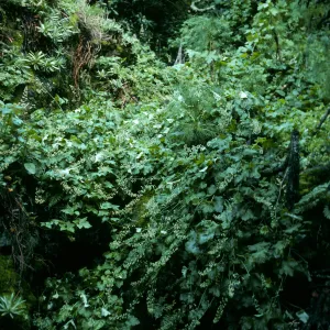 Oak Cyn. W. Anacapa I.