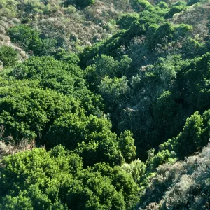 Lower Oak Canyon, Prunus, West Anacapa Island