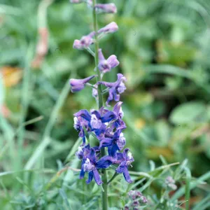 Delphinium, terrace W. of campground, E. Anacapa I.