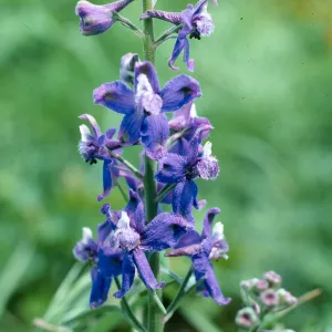 Delphinium, terrace W of campground,E. Anacapa I.
