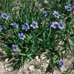 Sisyrinchium bellum, Santa Rosa Island
