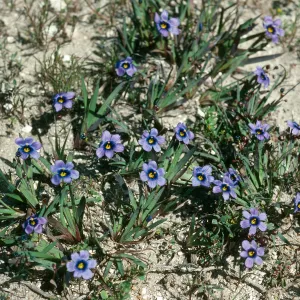 Sisyrinchium bellum, Santa Rosa Island