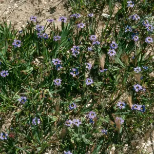 Sisyrinchium bellum, Santa. Rosa Island.
