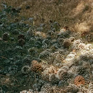 Pinus torreyana cones, Beechers Bay, S. Rosa I.