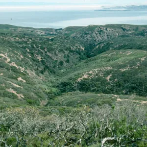 Cherry Canyon, Black Mountain. Road, Santa Rosa Island