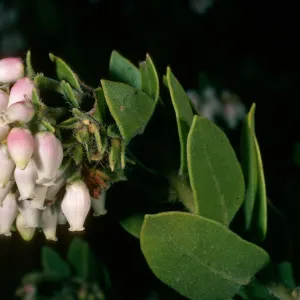 Arctostaphylos viriidissima, Santa Cruz Island
