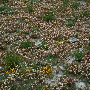 Dudleya nesiotica, Lasthenia, Forneys Cove, S. Cruz I.