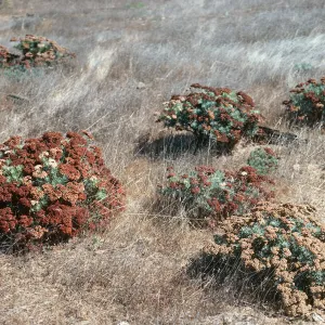 Eriogonum arborescens, Santa Cruz Island