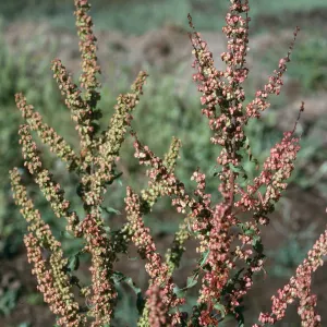 Rumex crispus, Prisoners Harbor, S. Cruz I.